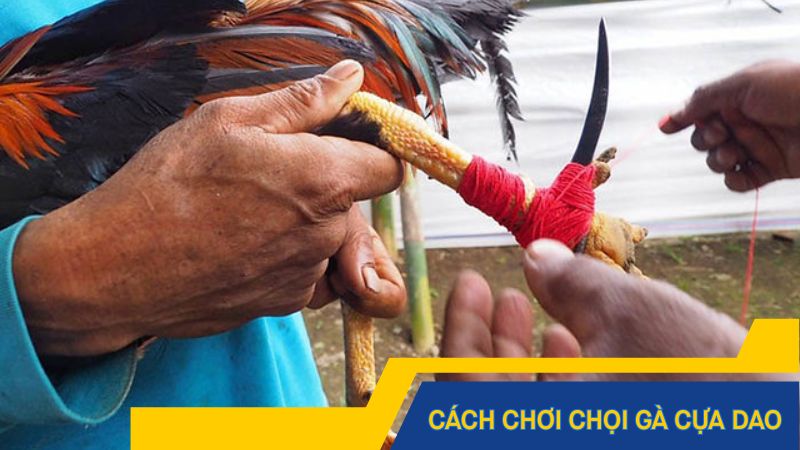 Cách chơi chọi gà cựa dao dễ nhất
