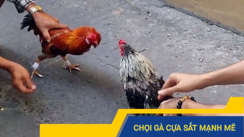 Chọi gà cựa sắt là những trận đấu mạnh mẽ
