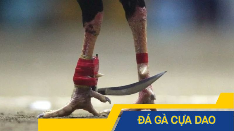 Đá gà cựa dao – Hình thức đá gà gây nghiện thầm lặng