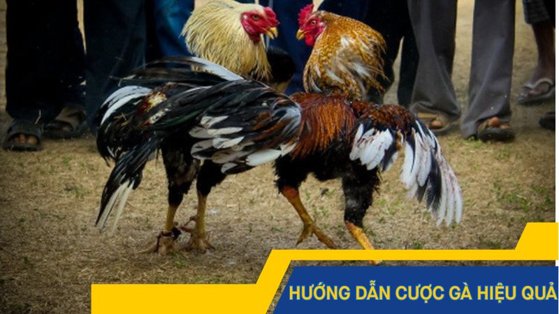 Hướng dẫn cược gà hiệu quả
