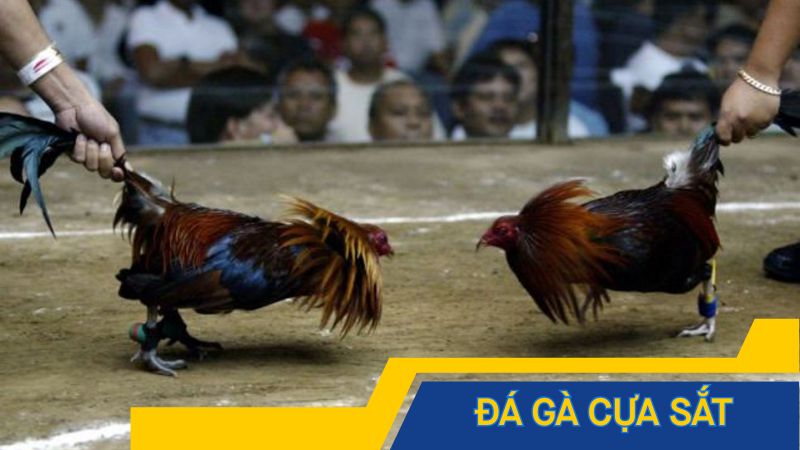 Đá gà cựa sắt là kiểu đá gà quen thuộc ở Đông Nam Á