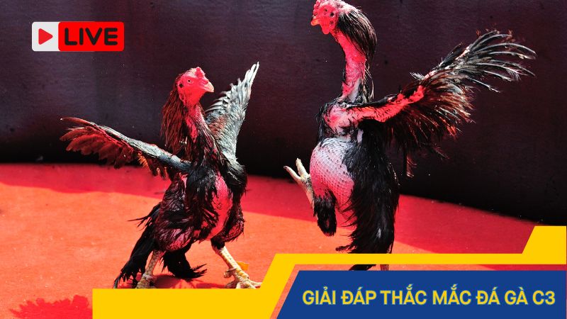 Giải đáp thắc mắc trong đá gà C3