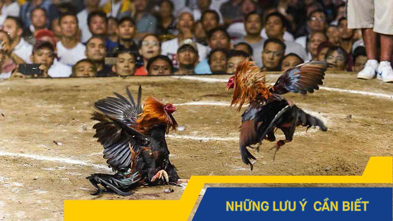 Những lưu ý đặc biệt khi xem trực tiếp gà C1