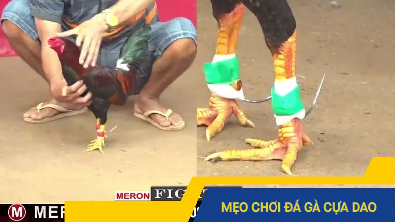 Mẹo chinh phục đá gà cựa dao