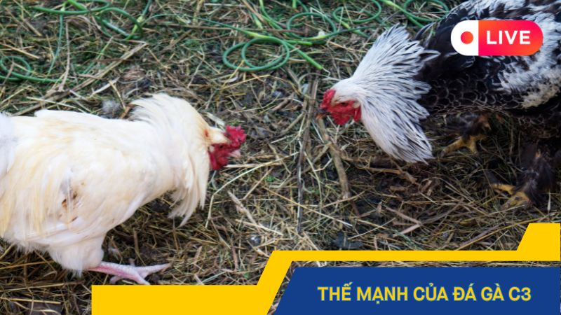 Thế mạnh của đá gà C3