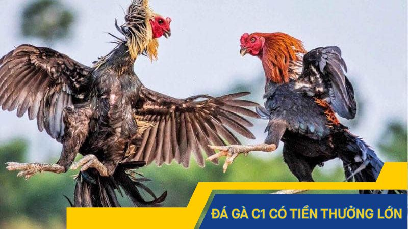 Có tiền thưởng lớn khi cược C1 Campuchia