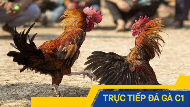 Trực tiếp đá gà C1 – Các trận chiến gà đỉnh cao tại Đông Nam Á