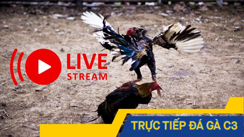 Trực tiếp đá gà C3 – Sân chơi quy tụ các anh tài mê đá gà
